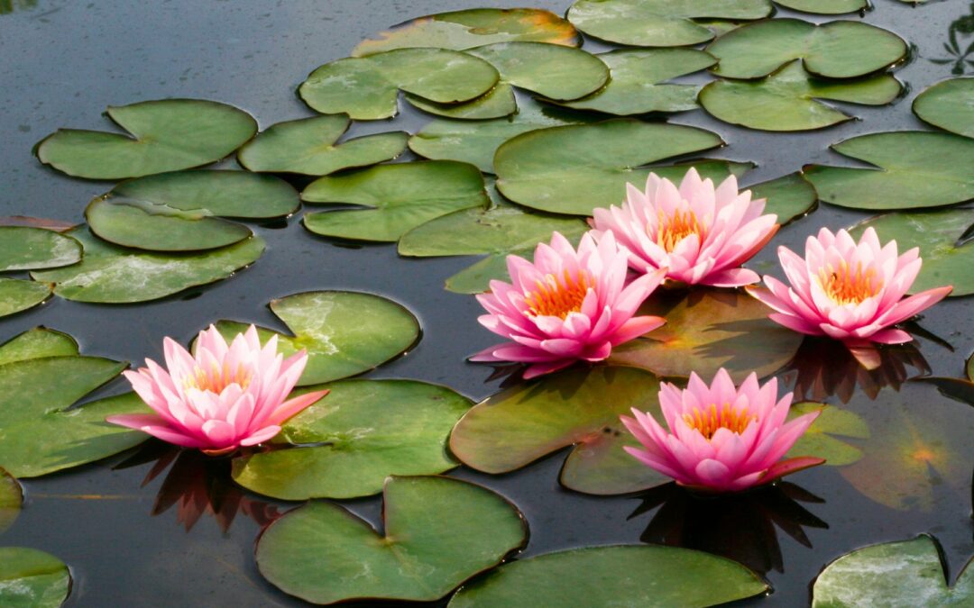 Your Awake Heart Is Calling You: Healing Separation and Returning to Loving Presence