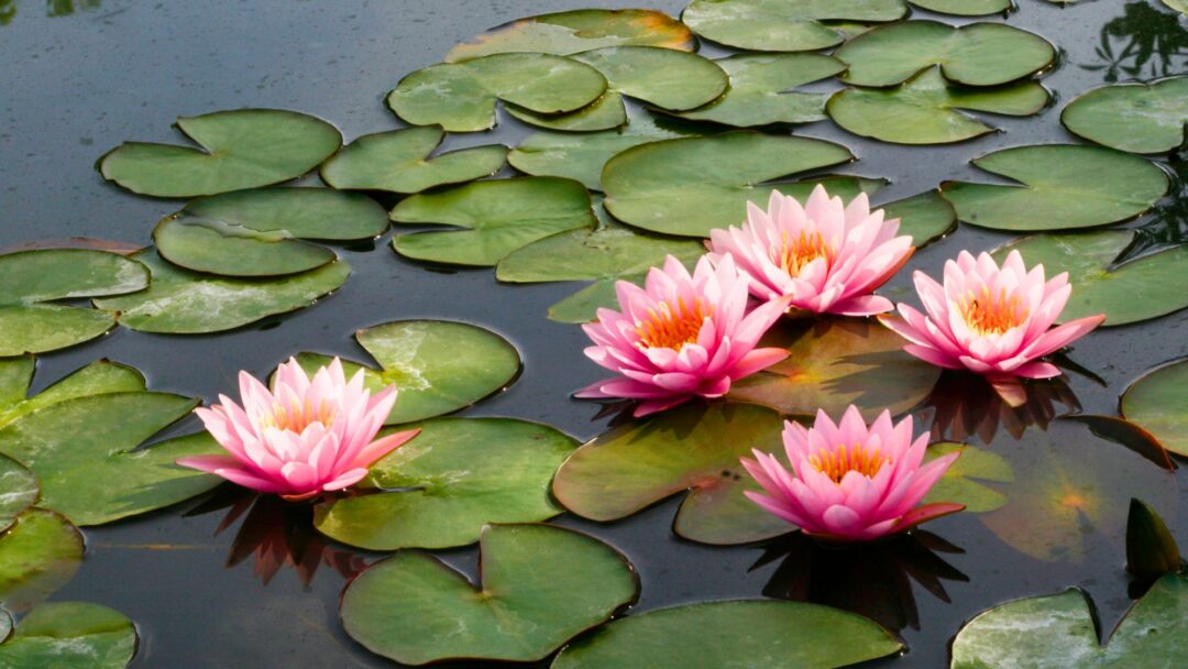 Your Awake Heart Is Calling You