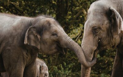 Compassion in Times of Conflict—a Conversation with Tara, Paul Gilbert, and Rick Hanson