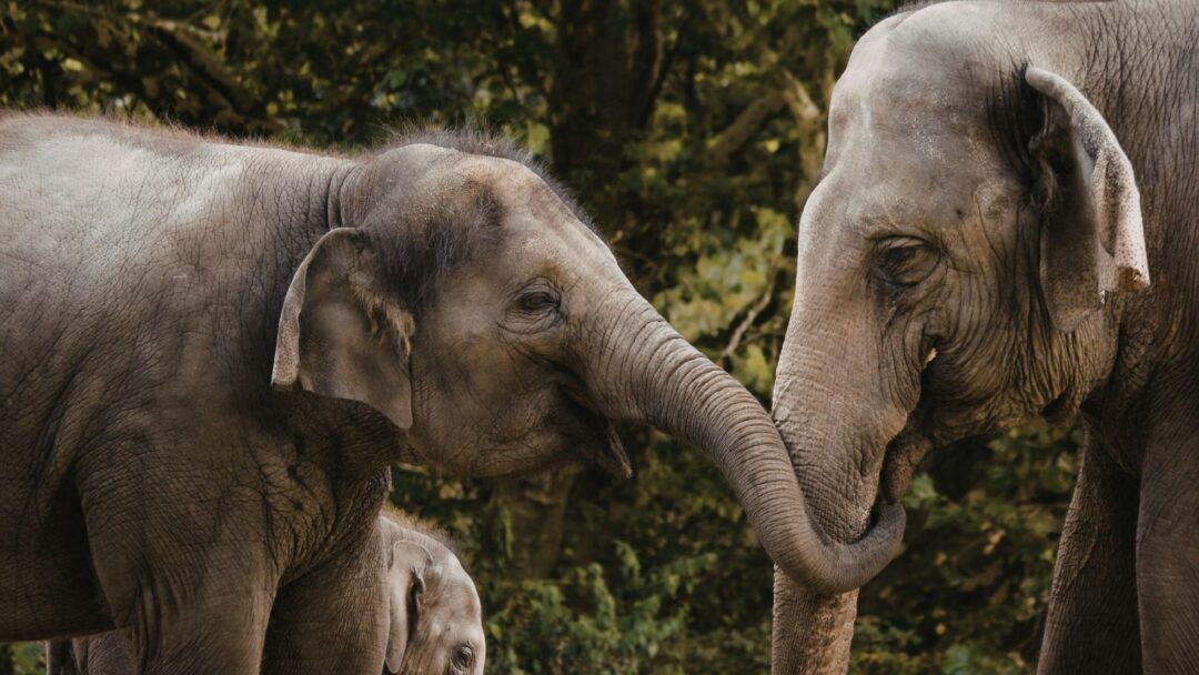 Compassion in Times of Conflict—a Conversation with Tara, Paul Gilbert, and Rick Hanson