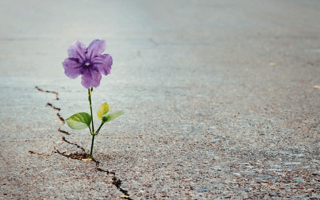 This Messy, Gorgeous Love: A Conversation with Tara Brach and Devon & Nico Hase