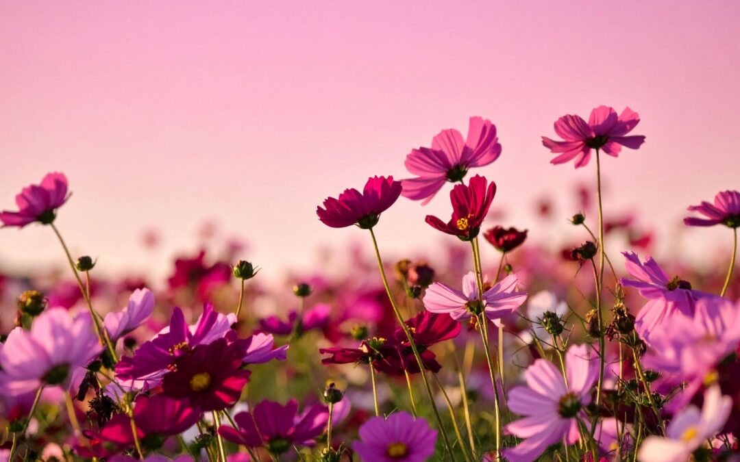 Lovingkindness – Part 1 of Present Heart: The Universal Expressions of Love