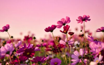 Lovingkindness – Part 1 of Present Heart: The Universal Expressions of Love