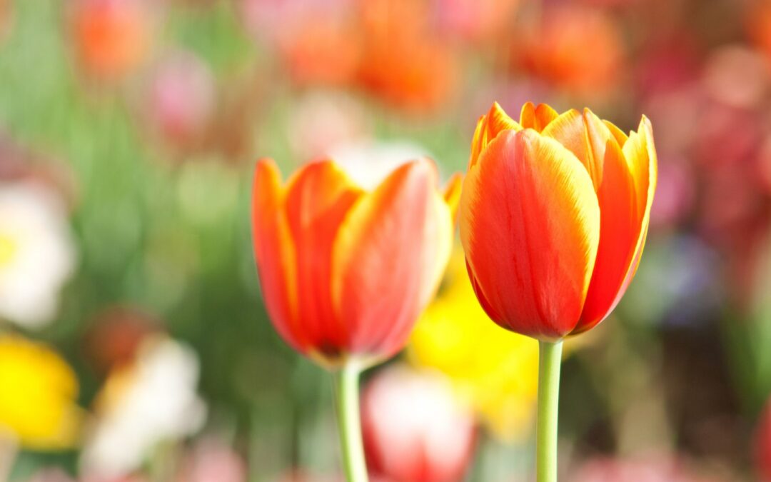 Meditation: Awareness is Our Home (22:07 min.)