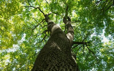 Present Heart: The Universal Expressions of Love, Part 4 – Equanimity
