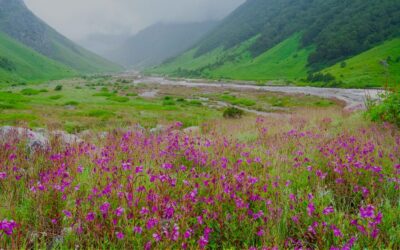 Meditation: The Space and Aliveness of Presence (22:25 min.)
