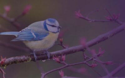 Meditation: A Listening Presence (20:27 min.)