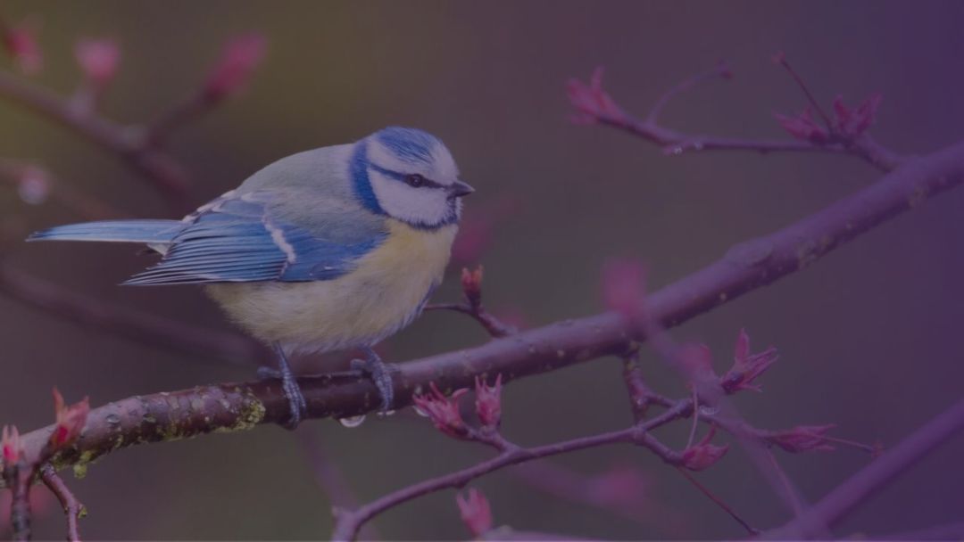 Guided Meditation: A Listening Presence Guided Meditation: A Listening Presence