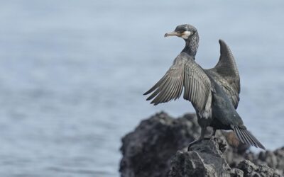 Worrier Pose – Finding Freedom from the Body of Fear (retreat talk)
