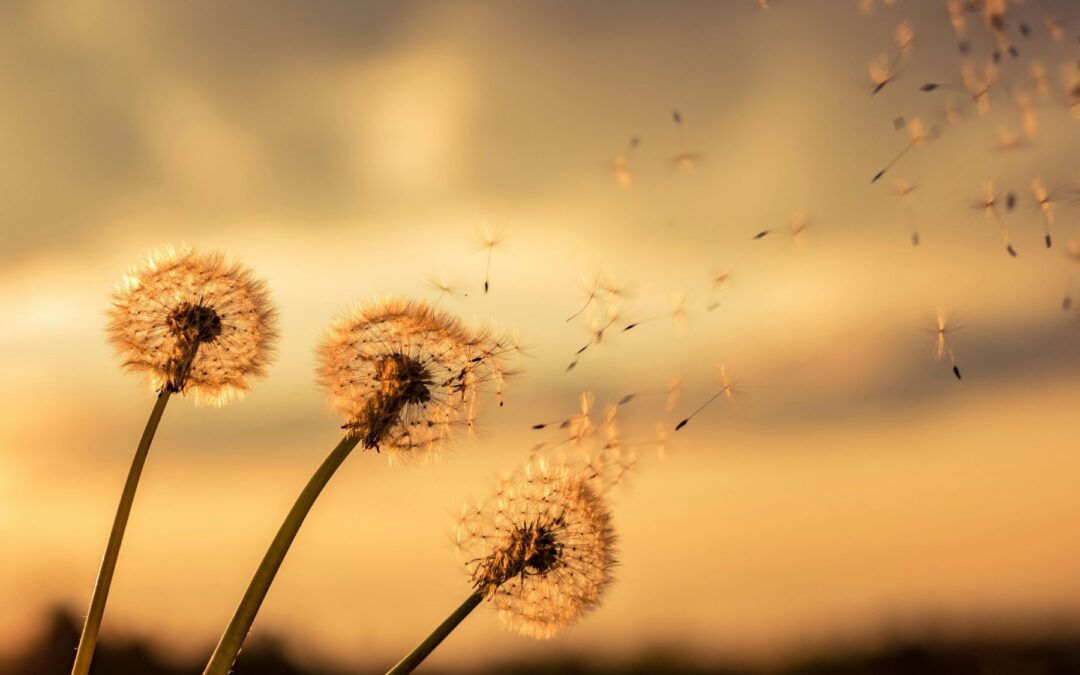 Listening to the Song: The Transformative Power of Deep Listening, Part 1