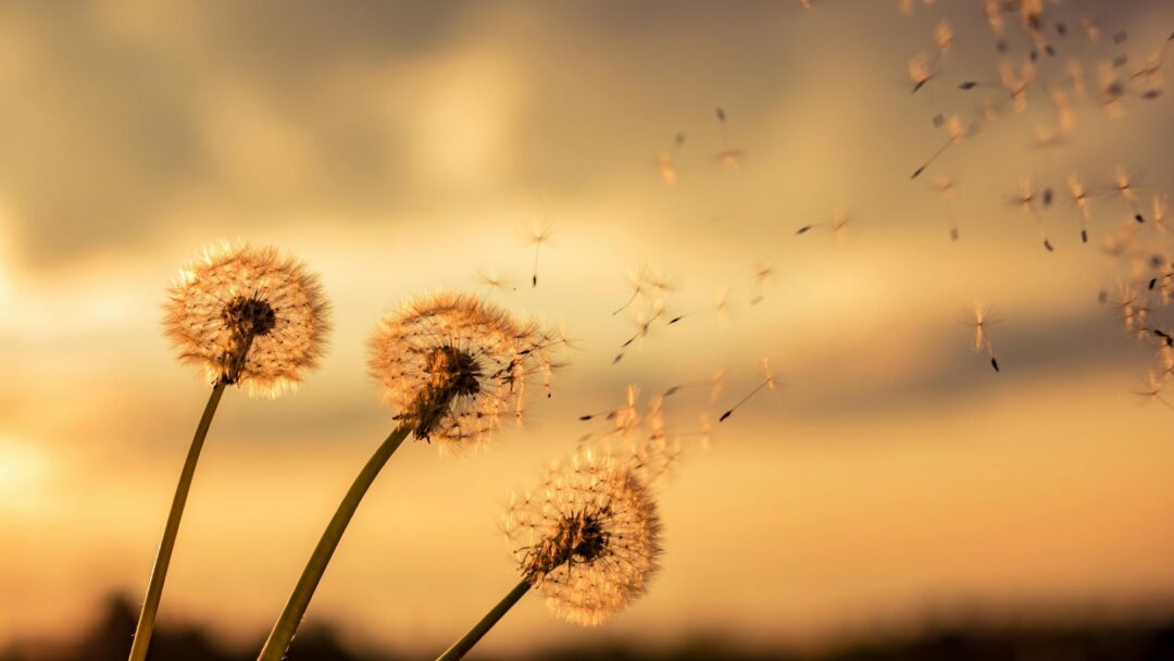 Listening to the Song: The Transformative Power of Deep Listening, Part 1 Listening to the Song: The Transformative Power of Deep Listening, Part 1