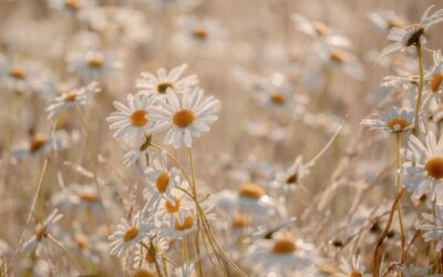 Ask Me Anything, Part 3: Tara Answers Questions on Forgiveness, Injustice & Compassionate Parenting