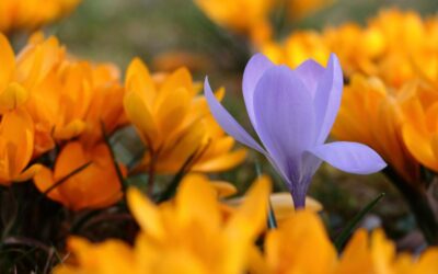 Cultivating a Courageous Heart – Part 2