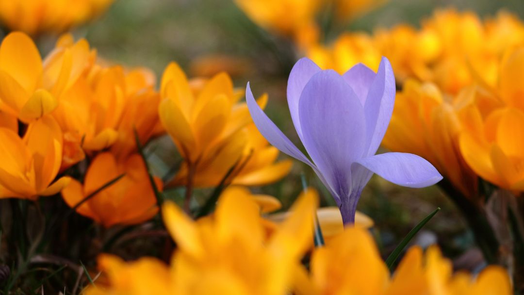 Cultivating a Courageous Heart, Part 2 Cultivating a Courageous Heart, Part 2